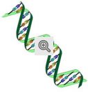 Segmentos de DNA