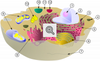 Citoplasma