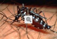 Aedes Aegypti