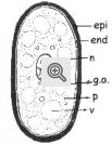 Estrutura celular de um esporo fúngico