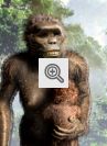 Australopithecus Afarensis