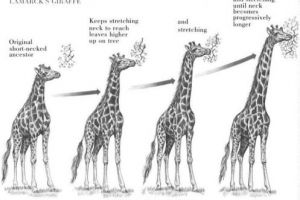 As Ideias de Lamarck