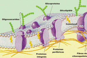 Estrutura e Fisiologia da Célula