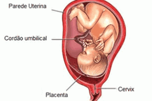 Placenta, uma fonte de vida