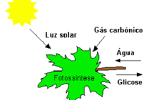 Estrutura e Função das Plantas