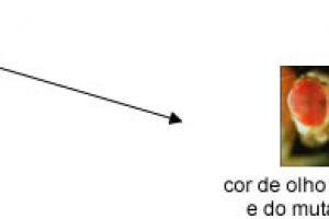 Teoria Cromossômica da Herança