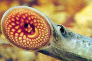 Lampreia