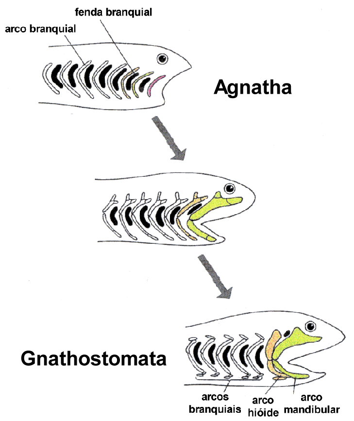 Gnathostomata - Algo Sobre