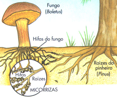 Resultado de imagem para micorrizas