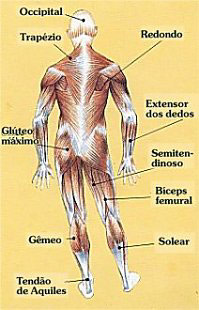 Entenda as cadeias musculares anteriores 