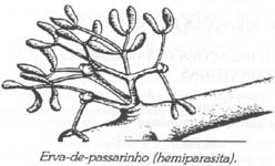 exemple de hemiparazite)