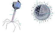 Bacteriófado e Célula