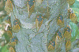 Relações Harmónicas Intraespecíficas