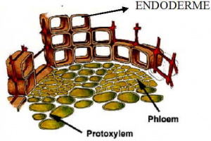 Endoderme