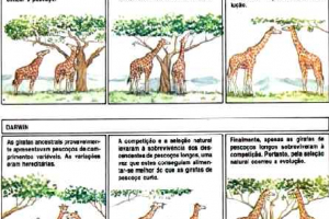 Evolução das Espécies e Seleção Natural