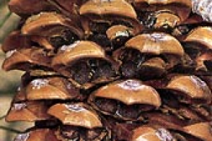 As gimnospermas e a Mata de Araucária