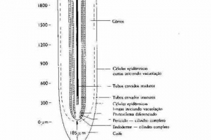 Sistemas Radiculares