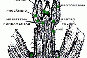 Meristemas Vegetais