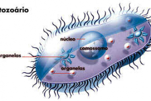 Reino Protista
