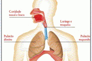 Sistema Respiratório