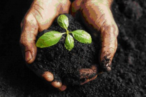 Ecologia