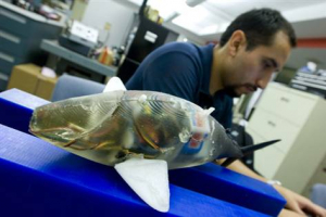 Engenharia de Pesca