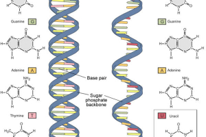 DNA e RNA