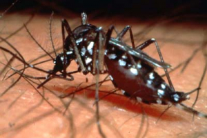 Origem da Dengue