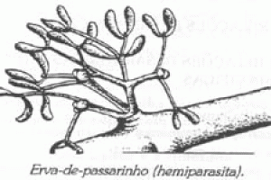 Classificação dos Parasitas