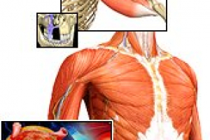 Sistema Muscular
