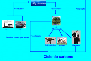 Ciclos Químicos